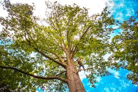 Best Tree Health Inspection  in Deer Park, OH