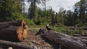 Best Tree Trimming and Pruning  in Deer Park, OH