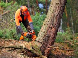 Best Aeration Services  in Deer Park, OH