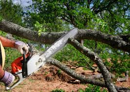 Best Tree Disease Treatment  in Deer Park, OH