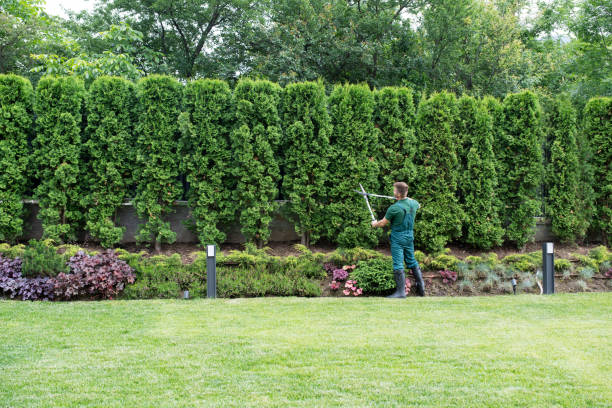 Best Stump Grinding and Removal  in Deer Park, OH