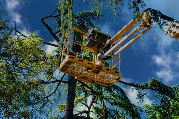  Deer Park, OH Tree Services Pros