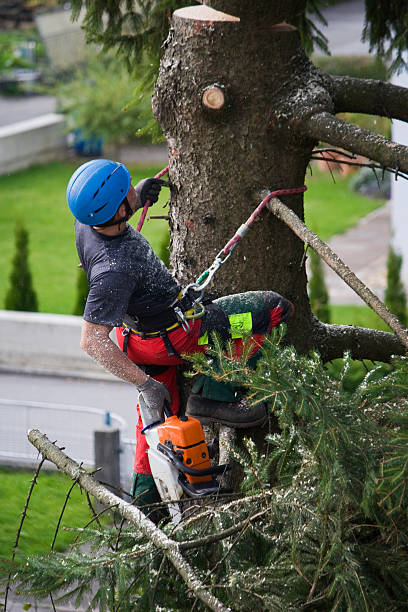 Best Fruit Tree Pruning  in Deer Park, OH