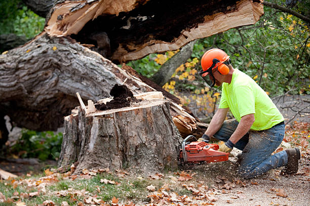 Best Lawn Renovation and Restoration  in Deer Park, OH