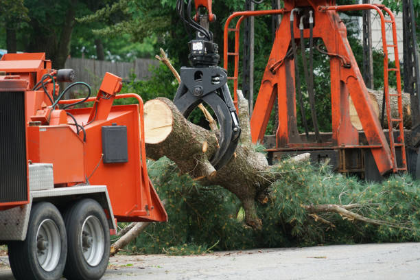 Best Lawn Maintenance Plans  in Deer Park, OH