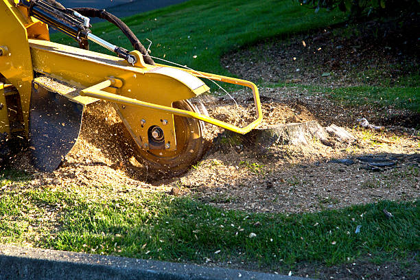 Best Palm Tree Trimming  in Deer Park, OH