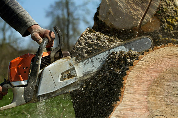 Best Tree Removal  in Deer Park, OH