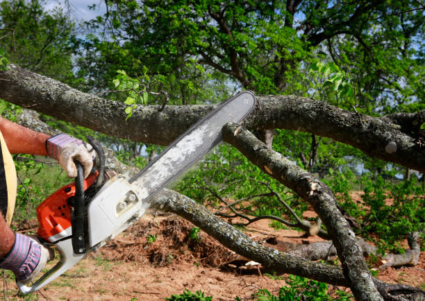 Best Tree Mulching  in Deer Park, OH