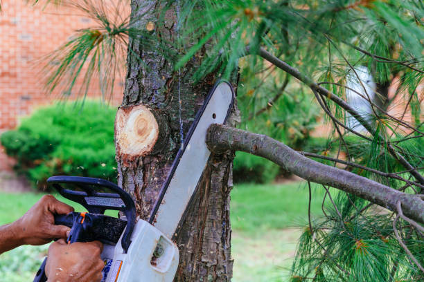Best Leaf Removal  in Deer Park, OH